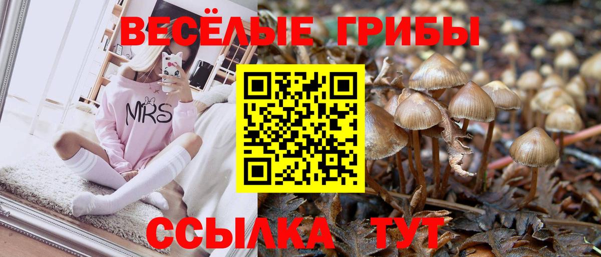 Псилоцибиновые грибы Psilocybine cubensis Кинешма